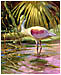 Roseate Spoonbill